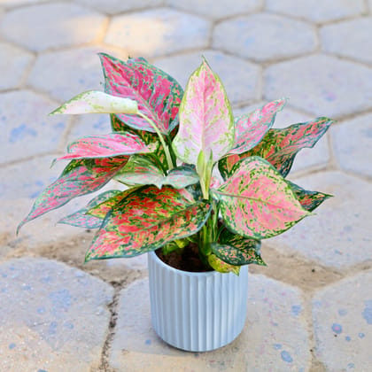 Buy Aglaonema Pink Imported in 5 Inch Marble White Designer Glass Shaped Ceramic Pot Online | Urvann.com