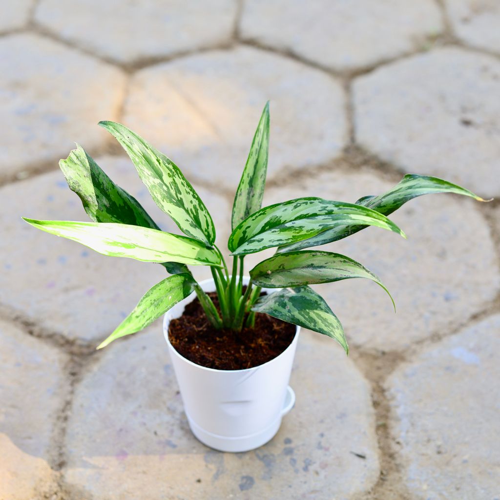 Aglonema Green Dwarf in 4 Inch White Florence Self Watering Pot