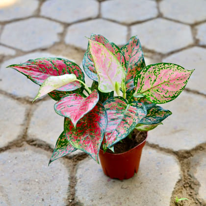 Buy Aglonema Pink Imported Plant in 5 Inch Nursery Pot Online | Urvann.com