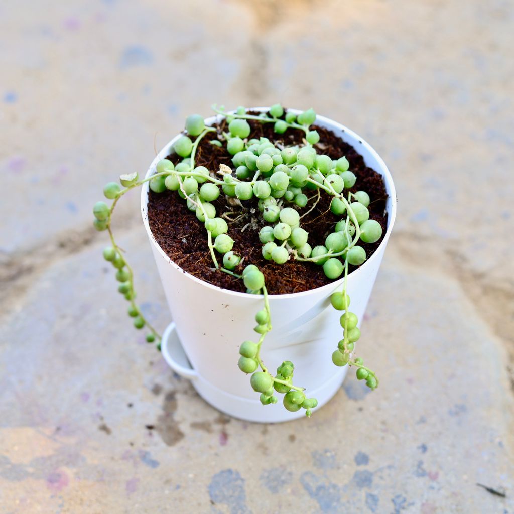 String of Pearls Succulent in 3 Inch Nursery Pot