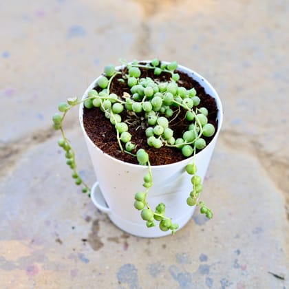 Buy String of Pearls Succulent in 3 Inch Nursery Pot Online | Urvann.com