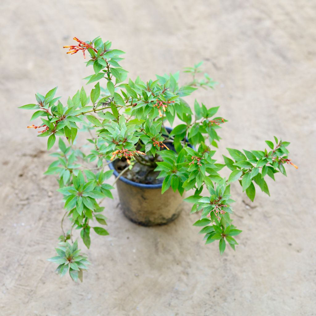 Hamelia / Firebush Dwarf Orange in 6 Inch Nursery Pot