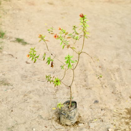 Buy Hamelia / Firebush (Any Colour) in 7 Inch Nursery bag Online | Urvann.com