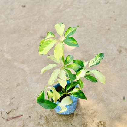 Buy Schefflera Variegated in 4 Inch Nursery bag Online | Urvann.com