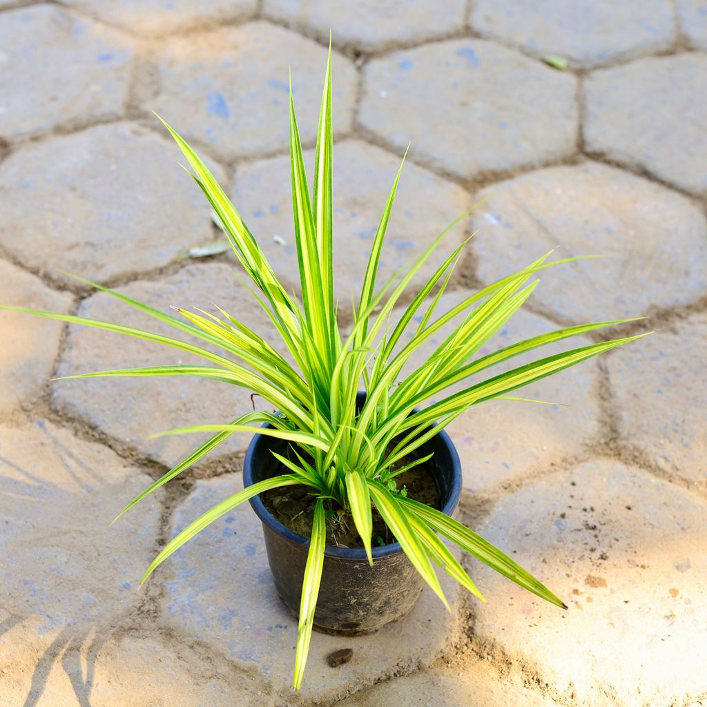 Pandanus / Screw Pine in 6 Inch Nursery Pot