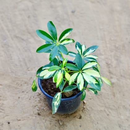 Buy Schefflera Variegated in 6 Inch Nursery Pot Online | Urvann.com