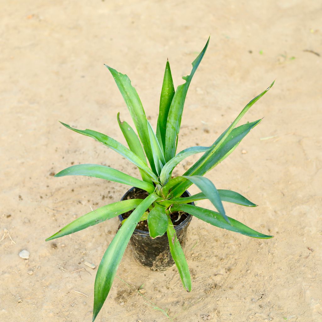 Agave / Kamal Cactus in 5 Inch Nursery Pot