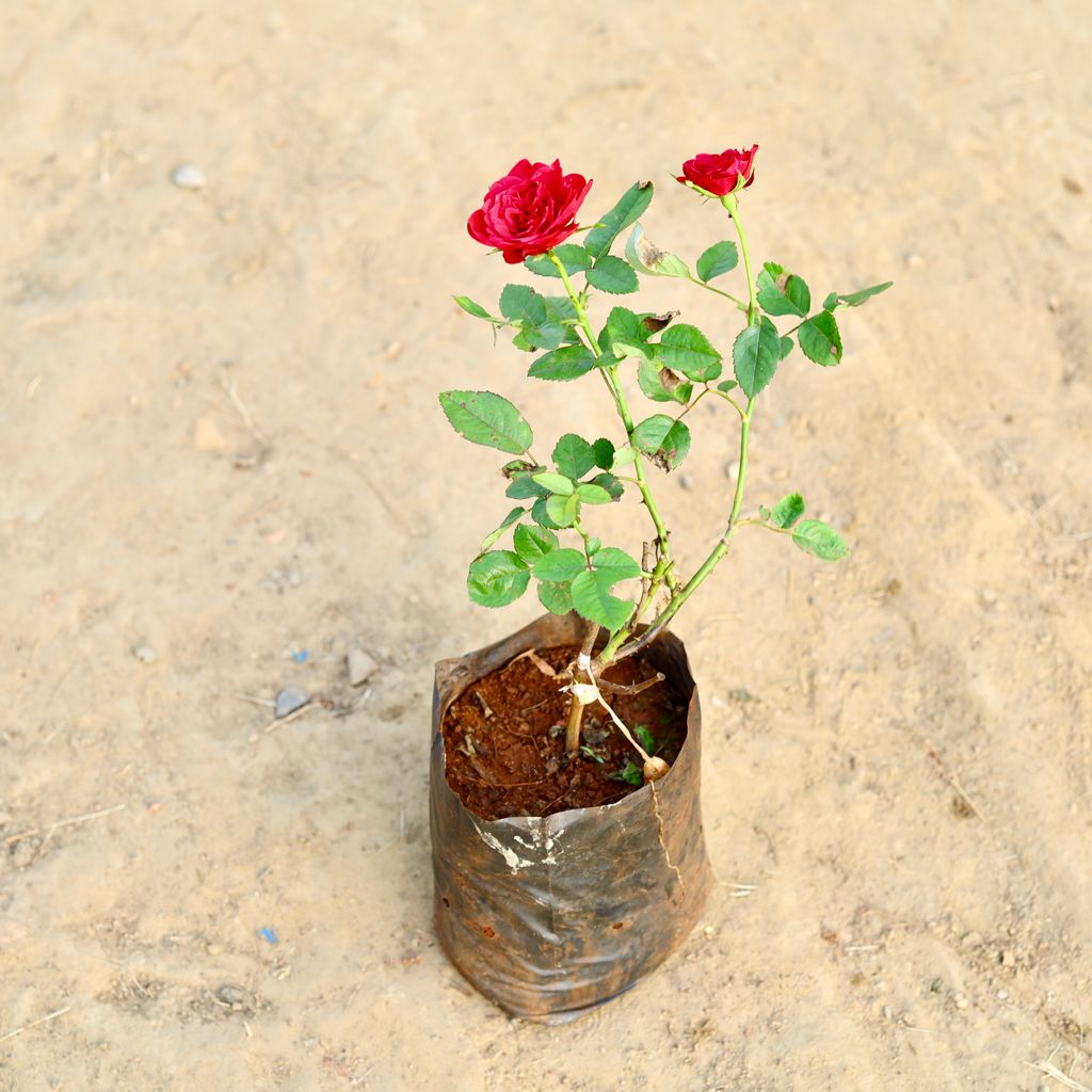 Rose (Any Colour) in 10 Inch Nursery bag