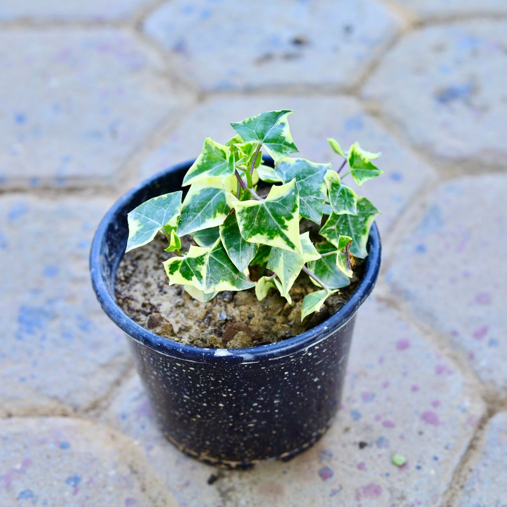 English Ivy in 6 Inch Nursery Pot