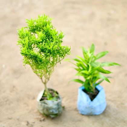 Buy Set of 2 - Aralia & Bamboo in 4 Inch Nursery bag Online | Urvann.com