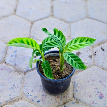 Buy Calathea Maranta / Zebrina in 6 Inch Nursery Pot Online | Urvann.com