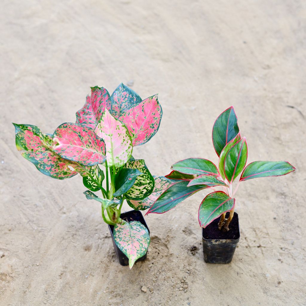 Set of 2 - Aglonema (Pink & Lipstick) in 3 Inch Nursery Pot