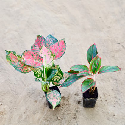 Buy Set of 2 - Aglonema (Pink & Lipstick) in 3 Inch Nursery Pot Online | Urvann.com