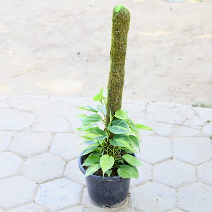 Buy Philodendron Brasil Variegated with 3 Ft Moss Stick in 10 Inch Nursery Pot Online | Urvann.com