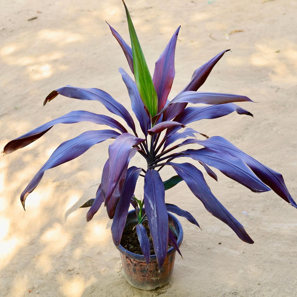 Dracaena Red in 8 Inch Nursery Pot