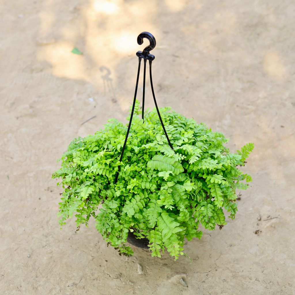 Boston Fern in 8 Inch Hanging Basket