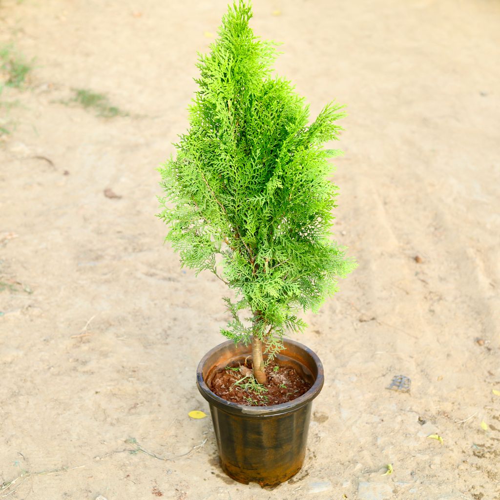 Cypress Green in 8 Inch Nursery Pot