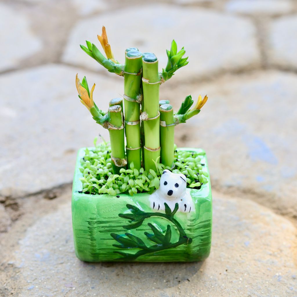 Lucky Bamboo Imported in 4 Inch Cute Box Shaped Panda Designer Ceramic Pot (Any Colour)