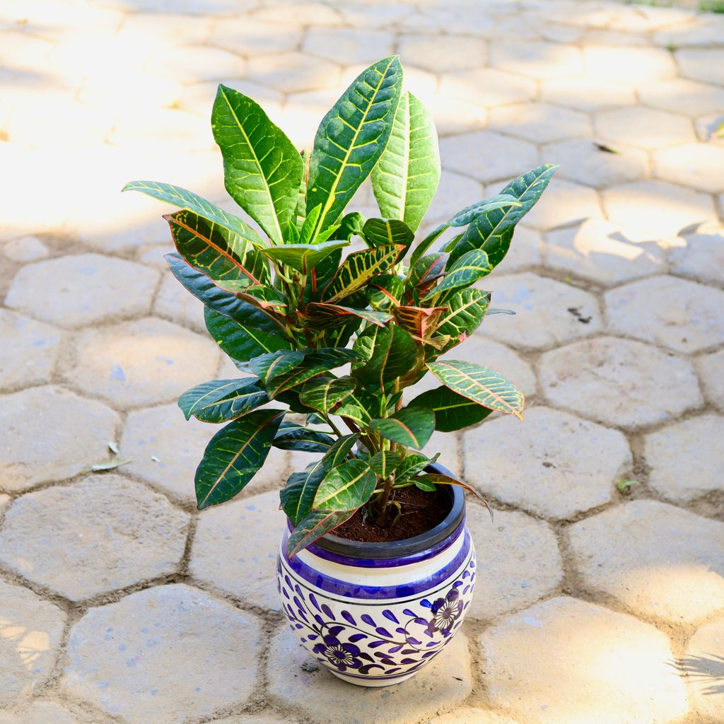 Croton Petra in 8 Inch Blue Matki Designer Ceramic Pot (Any Design)