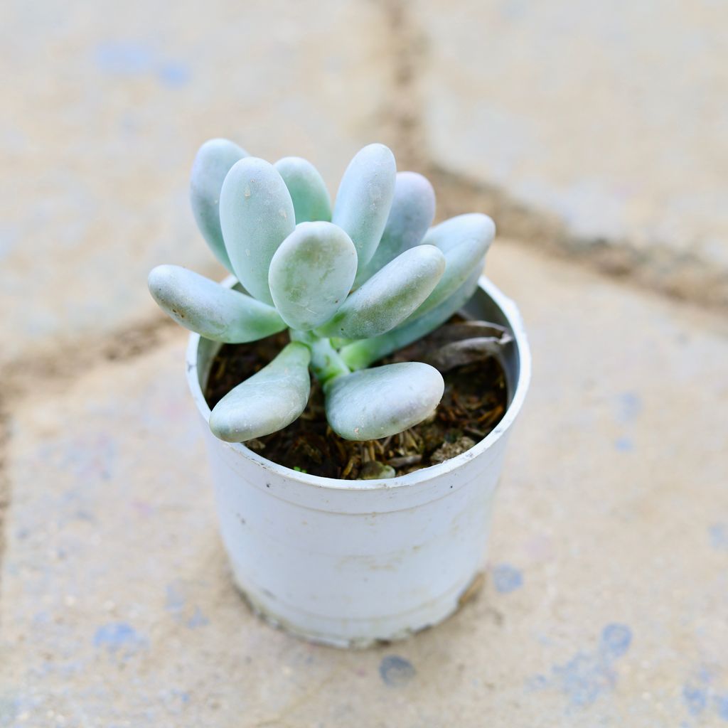 Echeveria Elegans Mexican Snowball Succulent in 3 Inch Nursery Pot