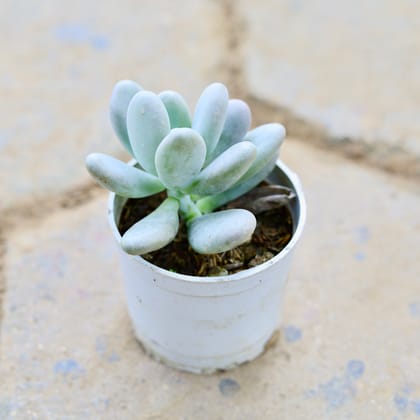 Buy Echeveria Elegans Mexican Snowball Succulent in 3 Inch Nursery Pot Online | Urvann.com