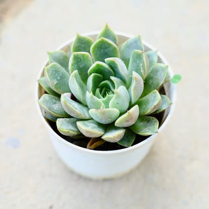 Buy Echeveria Elegans Succulent in 3 Inch Nursery Pot Online | Urvann.com