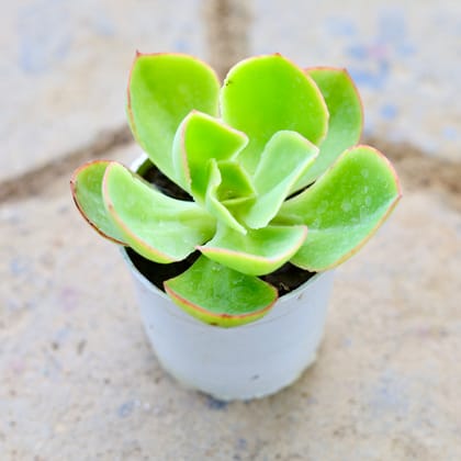 Buy Echeveria Green Spoon Succulent in 3 Inch Nursery Pot Online | Urvann.com