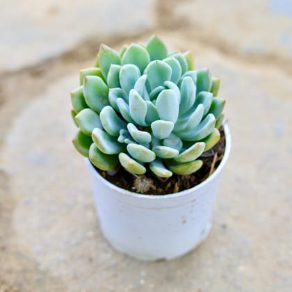 Buy Echeveria Lotus Succulent in 3 Inch Nursery Pot Online | Urvann.com