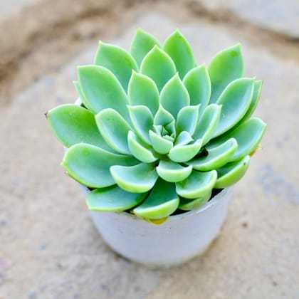 Buy Echeveria Pansy Succulent in 3 Inch Nursery Pot Online | Urvann.com