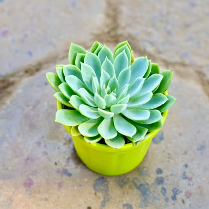 Buy Echeveria Blue Atoll Succulent in 4 Inch Nursery Pot Online | Urvann.com