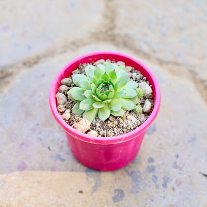 Buy Laxmi Kamal Succulent in 4 Inch Nursery Pot Online | Urvann.com