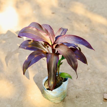 Buy Set of 2 - Dracaena (Ti & Sanderiana) in 4 Inch Nursery Bag Online | Urvann.com