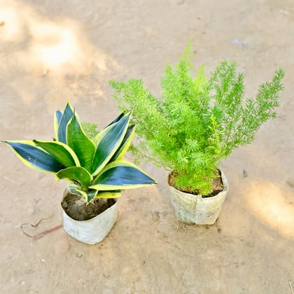 Buy Set of 2 - Asparagus Mary & Snake Golden in 4 Inch Nursery Bag Online | Urvann.com