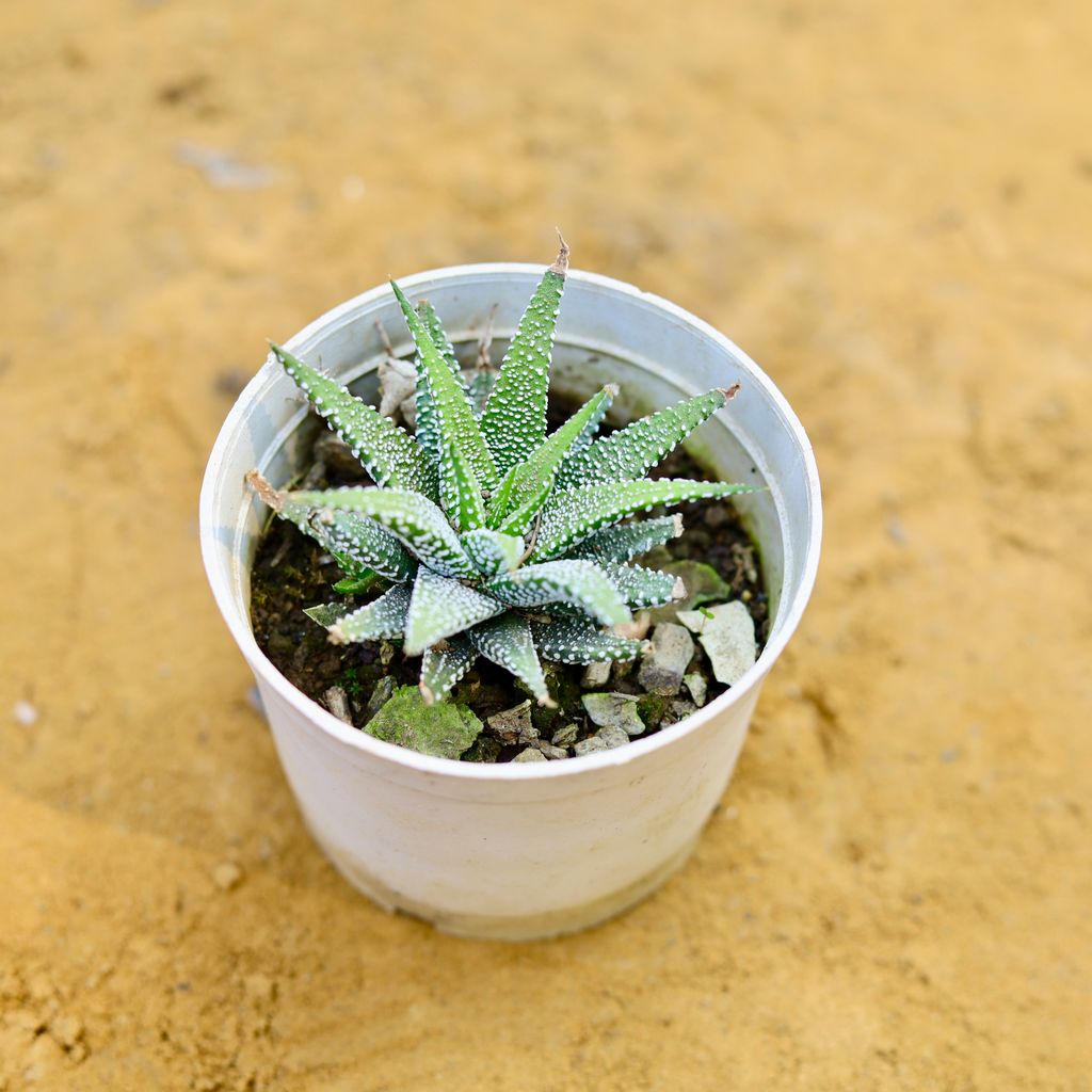 Haworthia Zebrina Succulent in 4 Inch Nursery Pot