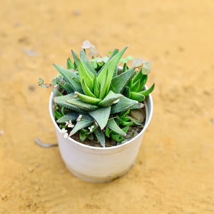 Haworthia Green Zebrina Succulent in 4 Inch Nursery Pot