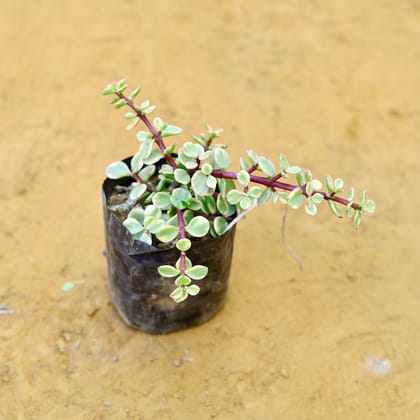 Jade Variegated in 4 Inch Nursery Bag