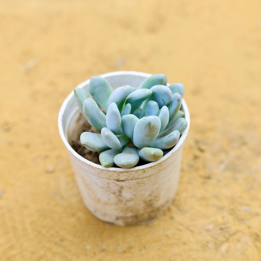 Sedum Pachyphyllum Succulent in 4 Inch Nursery Pot