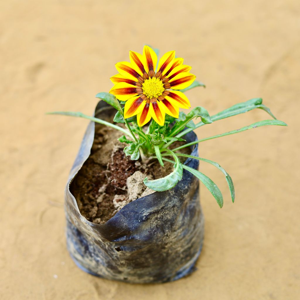 Gazania (any colour) in 4 Inch Nursery Bag