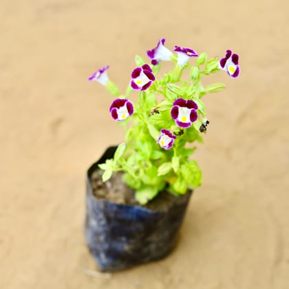 Buy Wishbone / Torenia in 3 Inch Nursery Bag Online | Urvann.com