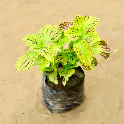 Buy Coleus (Any Colour) (Any Design) in 3 Inch Nursery Bag Online | Urvann.com