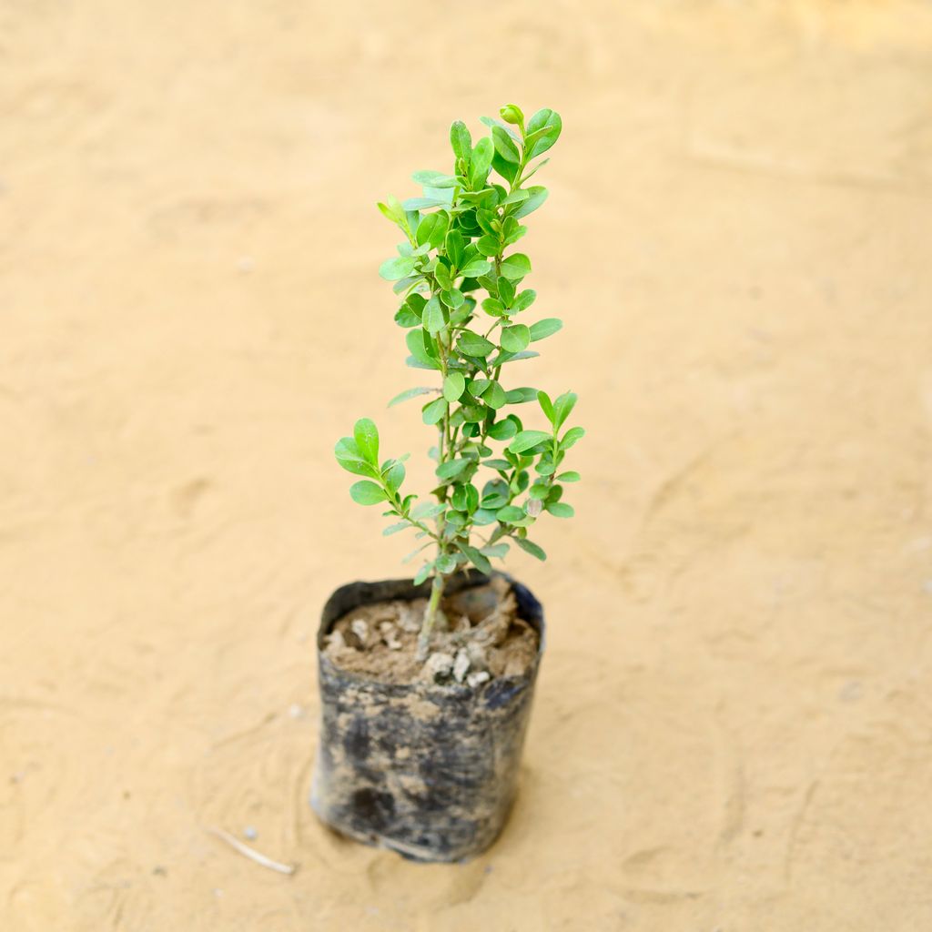 Buxus / Boxwood in 3 Inch Nursery Bag