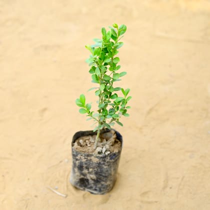 Buy Boxwood in 3 Inch Nursery Bag Online | Urvann.com