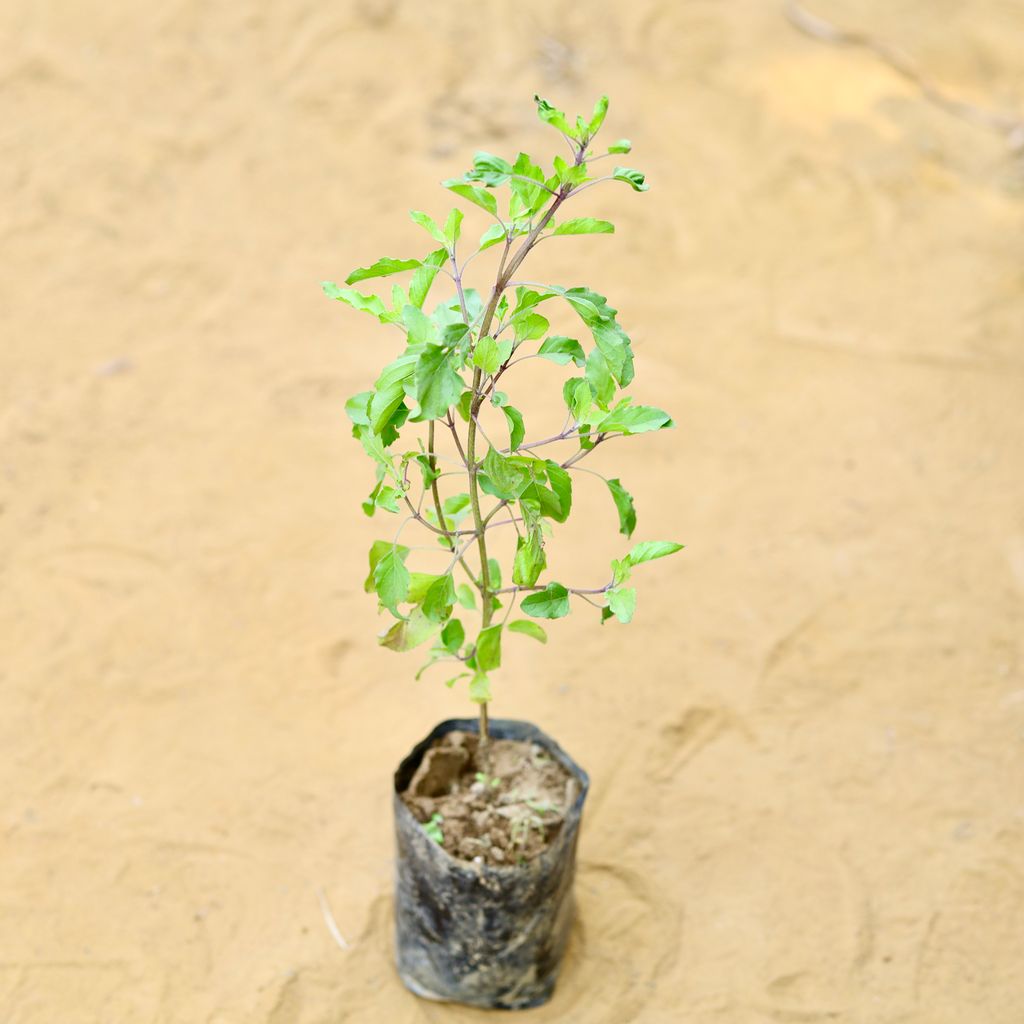 Rama Tulsi in 3 Inch Nursery Bag