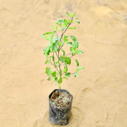 Buy Rama Tulsi in 3 Inch Nursery Bag Online | Urvann.com