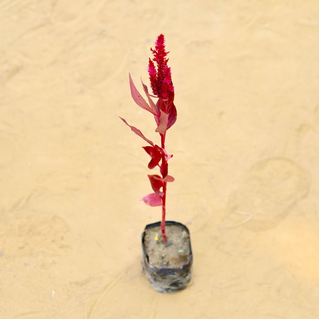 Celosia Red in 3 Inch Nursery Bag