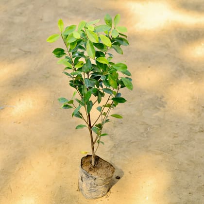 Buy Ficus Panda (~ 2.5 Ft) in 3 Inch Nursery Bag Online | Urvann.com