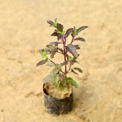 Shyama Tulsi in 3 Inch Nursery Bag