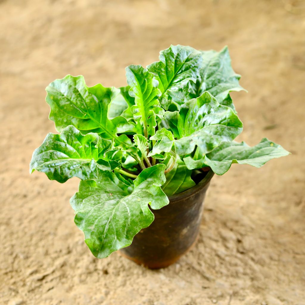 Gerbera (Any Colour) in 5 Inch Nursery Pot