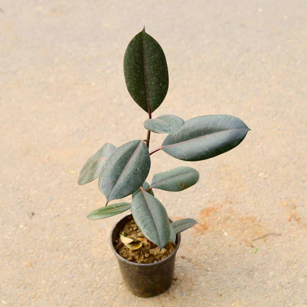 Rubber Black in 6 Inch Nursery Pot