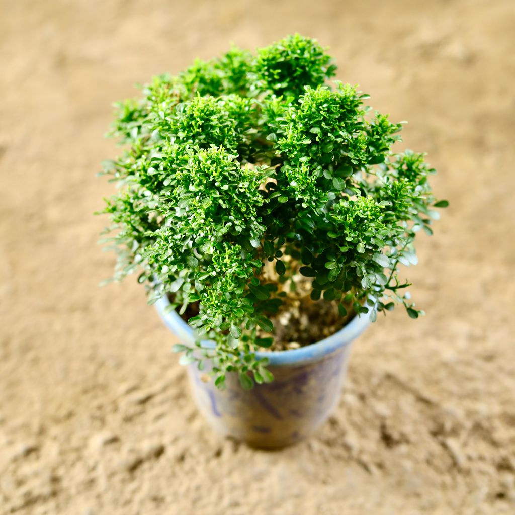 Table Kamini in 5 Inch Nursery Pot